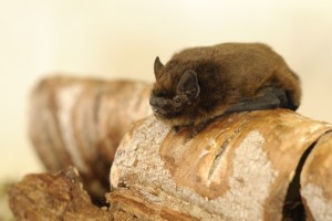 Common Pipistrelle, one of the most widespread bats in the Brecks. Image: Amy Lewis.